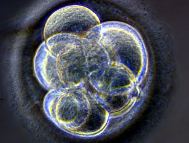 Positions de l'AFT sur la recherche sur les cellules souches et l’embryon