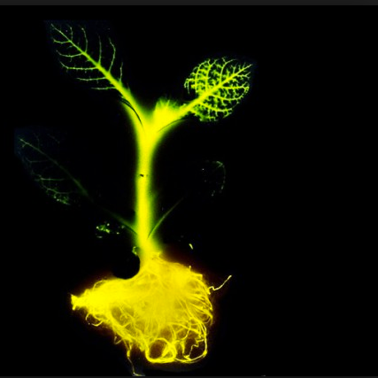 Biotechnologies – Des plantes phosphorescentes pour s’éclairer ?