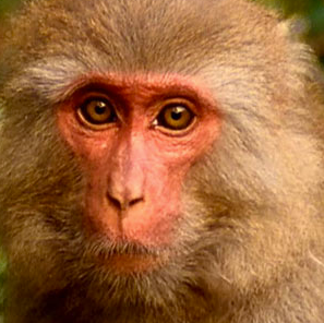 Theodore Berger et les implants mémoire  Vers des neuroprothèses ?