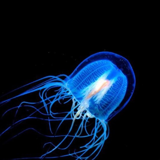 "Et si on arrêtait de vieillir !", de Didier Coeurnelle