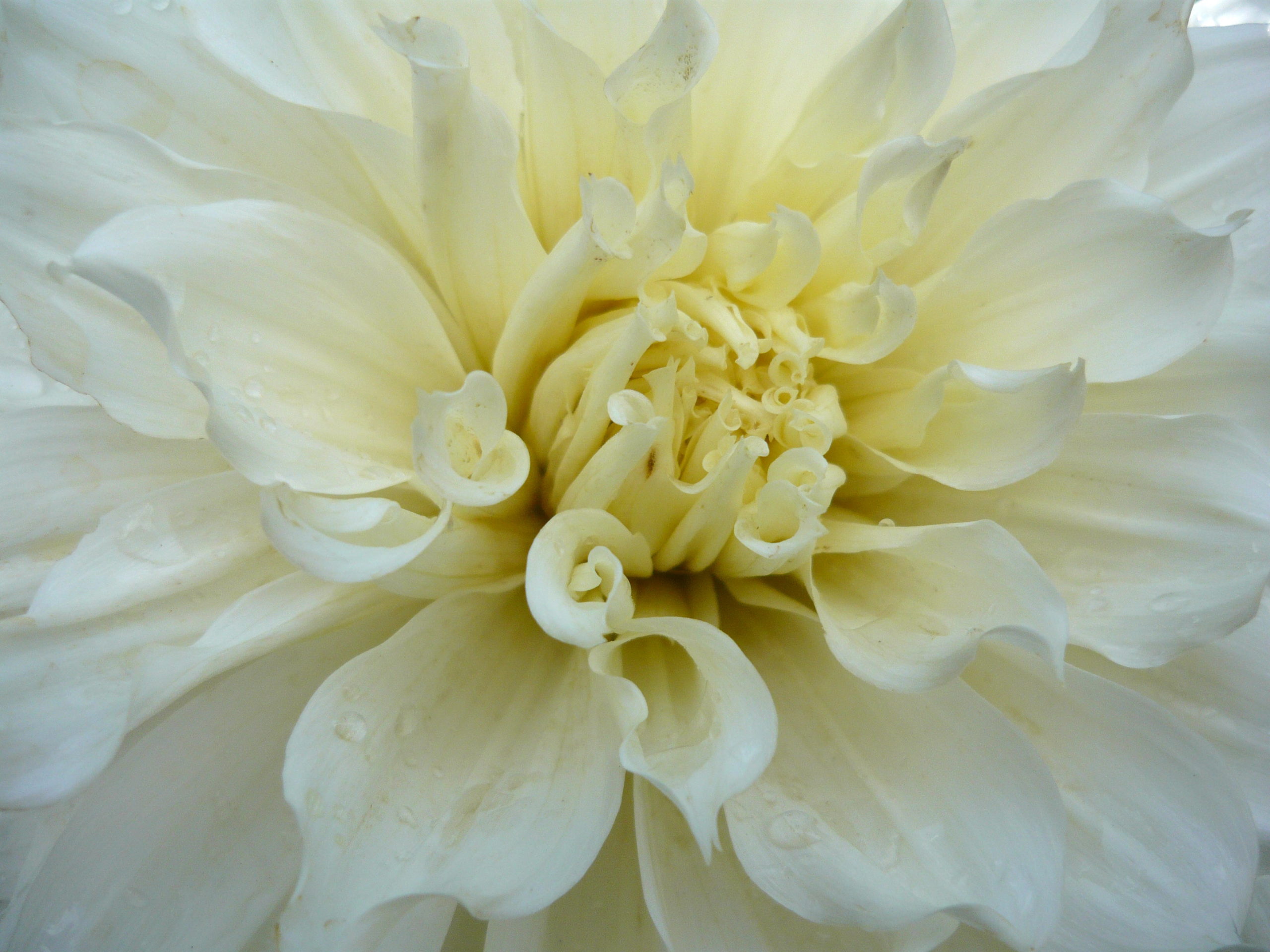 L'utopie. Hier et aujourd'hui. La mort de la mort.  Novembre 2016.