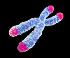 Les télomères. La mort de la mort. Février 2019. N° 119.