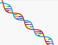 Régulation française et internationale en matière de thérapie génique