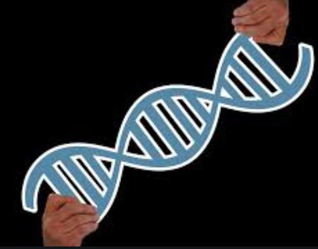 Analyse de l’émission du 24 juillet 2019 sur France Culture : Du grain à moudre d’été. “Embryons : tout ce qui est possible est-il souhaitable?”