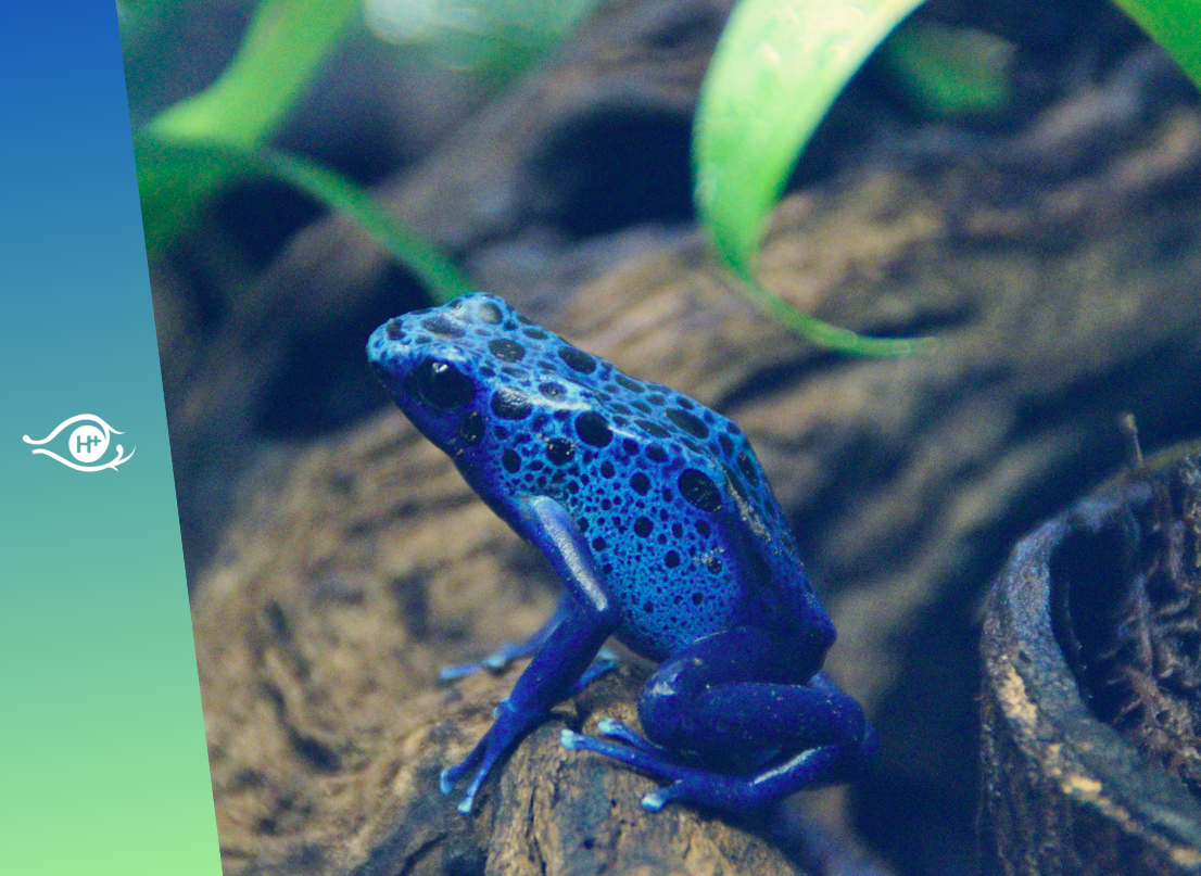 Vieillissement : la grenouille, la cigale et la fourmi