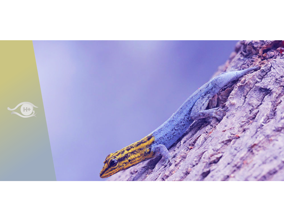 Régénération. La mort de la mort. Mai 2021. Numéro 146.