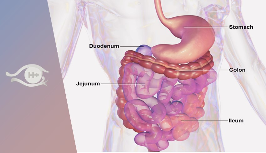 La mort de la mort. Septembre 2021.N° 150. Microbiome et longévité.