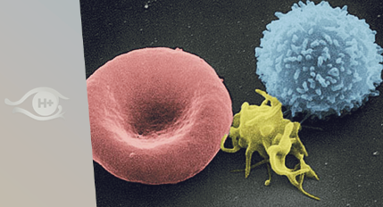 La mort de la mort. N°159. Juin 2022. Système immunitaire et longévité.