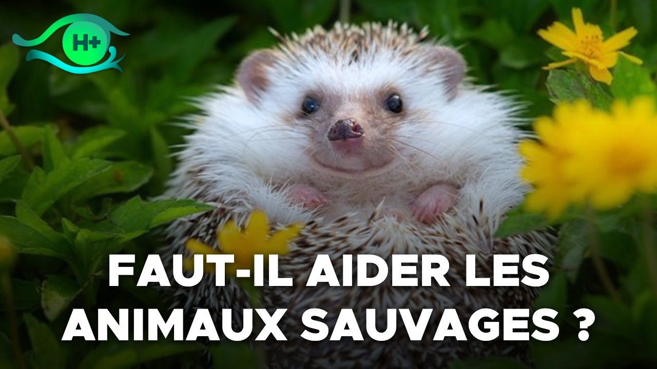 TransVision 2022 : Table ronde sur la vie sauvage et l’animal