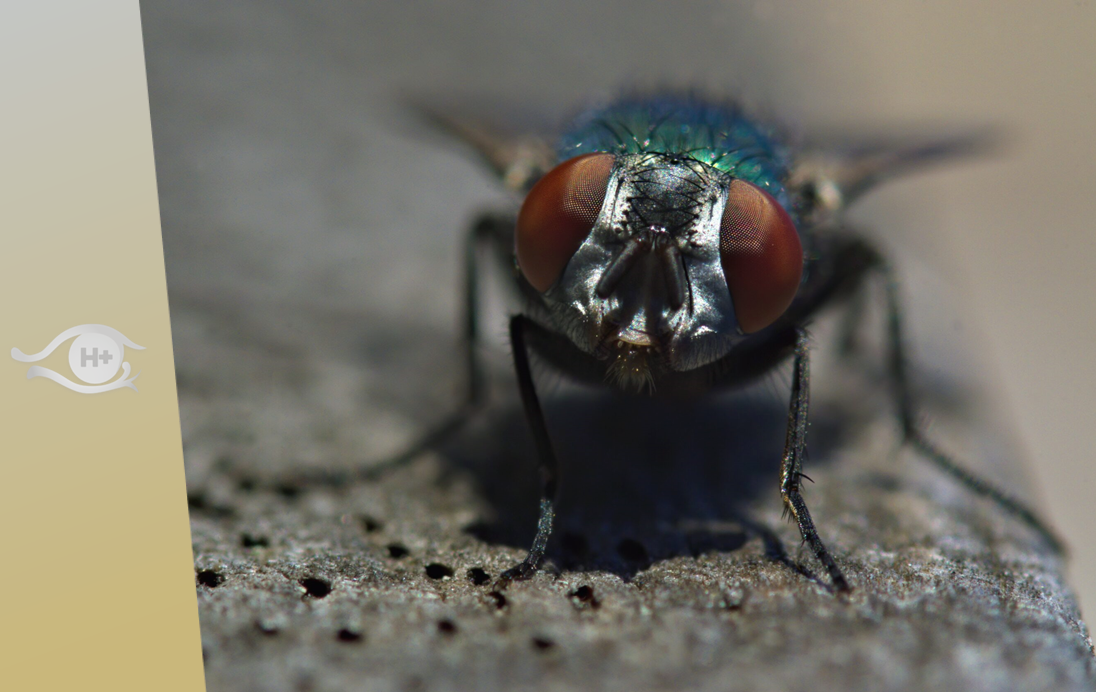 L’art d’émuler les mouches
